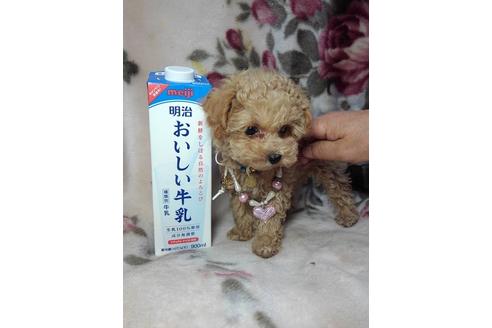 成約済の滋賀県のトイプードル-42007の2枚目
