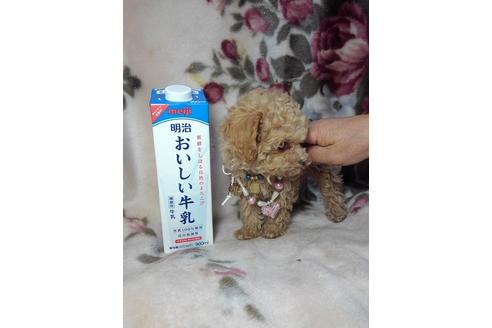 成約済の滋賀県のトイプードル-42007の3枚目
