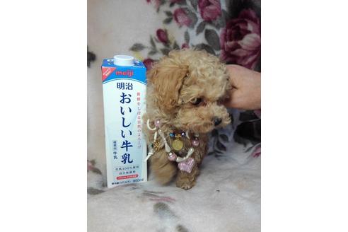 成約済の滋賀県のトイプードル-42007の5枚目