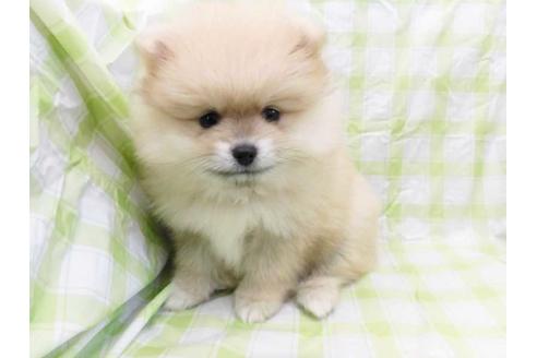 成約済の福岡県のポメラニアン-42013の1枚目