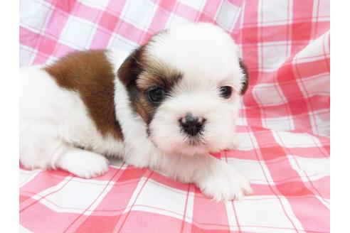 成約済の福岡県のシーズー-42019の1枚目