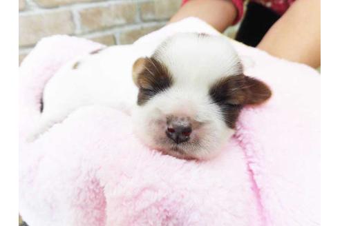 成約済の福岡県のシーズー-42020の1枚目