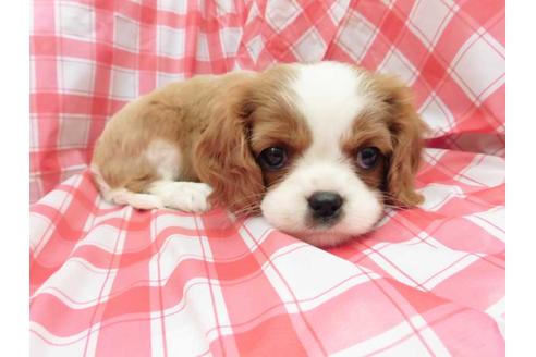 成約済の福岡県のキャバリアキングチャールズスパニエル-42021の1枚目