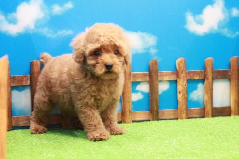 成約済の滋賀県のトイプードル-42065の3枚目