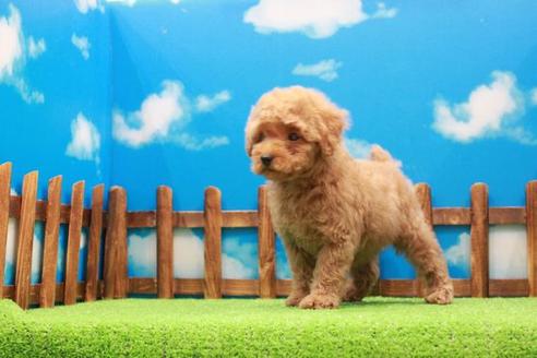 成約済の滋賀県のトイプードル-42065の2枚目