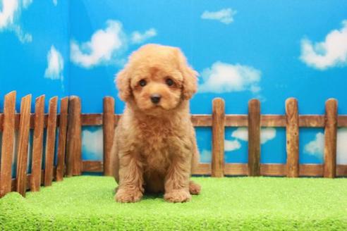 成約済の滋賀県のトイプードル-42066の3枚目