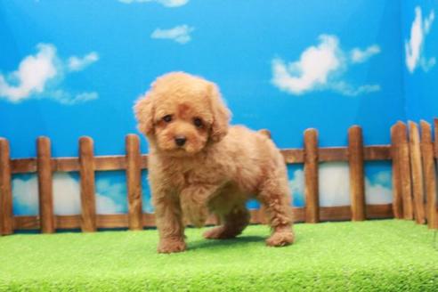 成約済の滋賀県のトイプードル-42066の2枚目