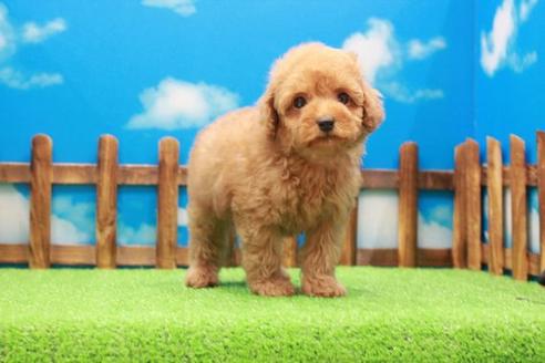 成約済の滋賀県のトイプードル-42067の2枚目