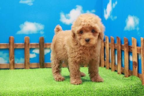 成約済の滋賀県のトイプードル-42067の1枚目