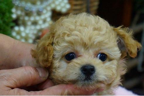 成約済の京都府のミックス犬-40277の3枚目