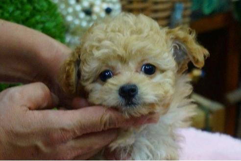 成約済の京都府のミックス犬-40277の2枚目