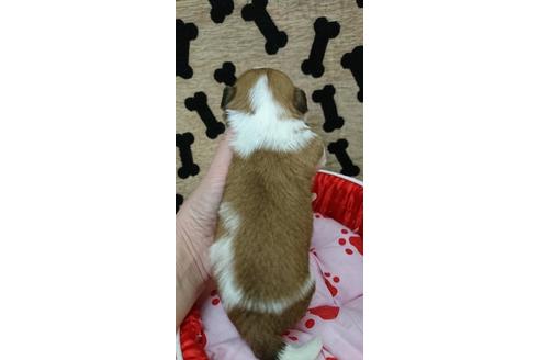 成約済の奈良県のシーズー-39941の2枚目