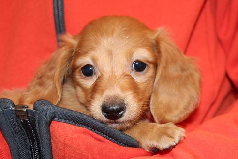 成約済の愛知県のカニンヘンダックスフンド(ロングヘアード)-39624の5枚目