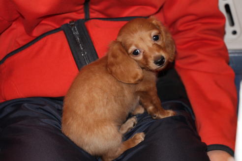 成約済の愛知県のカニンヘンダックスフンド(ロングヘアード)-39624の4枚目