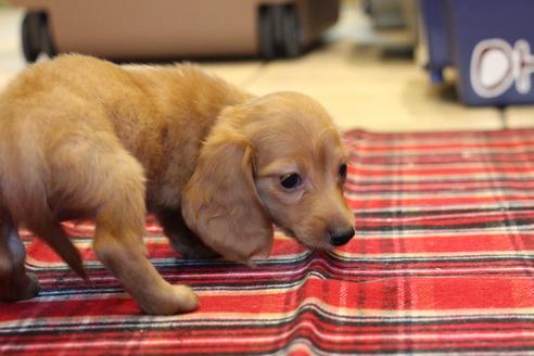 成約済の愛知県のカニンヘンダックスフンド(ロングヘアード)-39624の3枚目