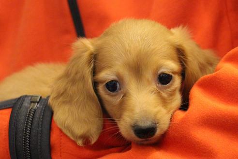 成約済の愛知県のカニンヘンダックスフンド(ロングヘアード)-39624の2枚目