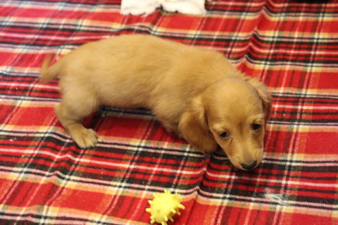 成約済の愛知県のカニンヘンダックスフンド-39620の4枚目