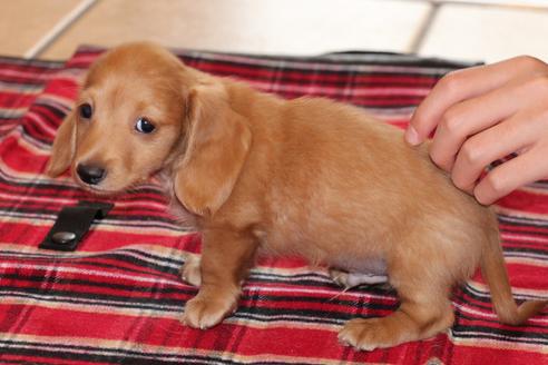 成約済の愛知県のカニンヘンダックスフンド-39620の3枚目