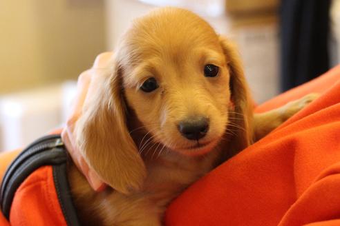 成約済の愛知県のカニンヘンダックスフンド-39620の2枚目