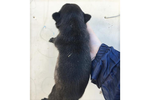 成約済の山梨県のパグ-42113の2枚目