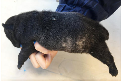 成約済の山梨県のパグ-42113の1枚目