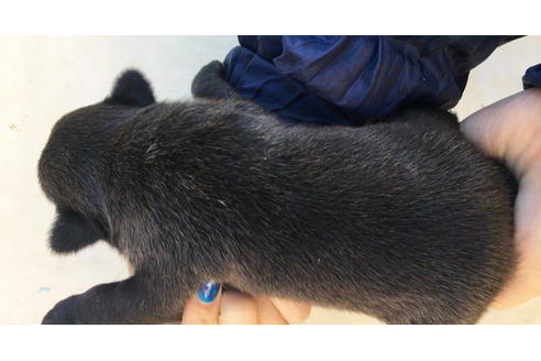 成約済の山梨県のパグ-42114の2枚目