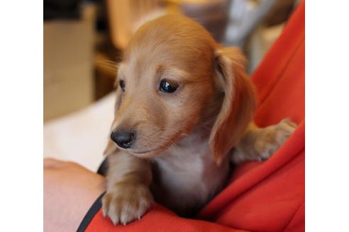 成約済の愛知県のカニンヘンダックスフンド-39620の1枚目