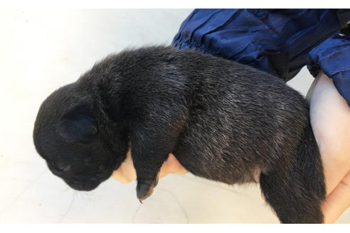 成約済の山梨県のパグ-42114の1枚目