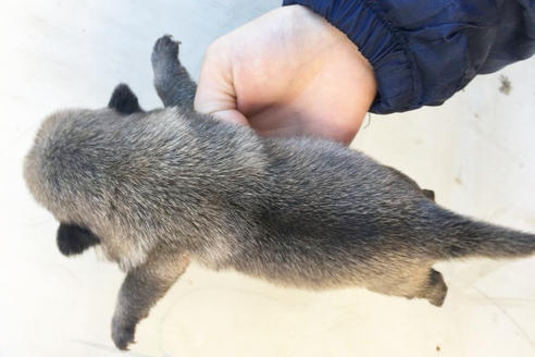 成約済の山梨県のパグ-42115の1枚目