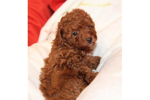 成約済の愛知県のトイプードル-40122の5枚目