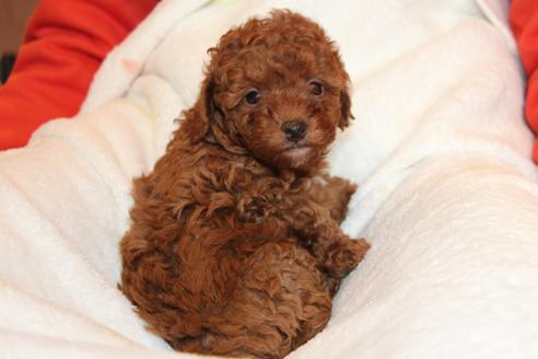 成約済の愛知県のトイプードル-40122の4枚目