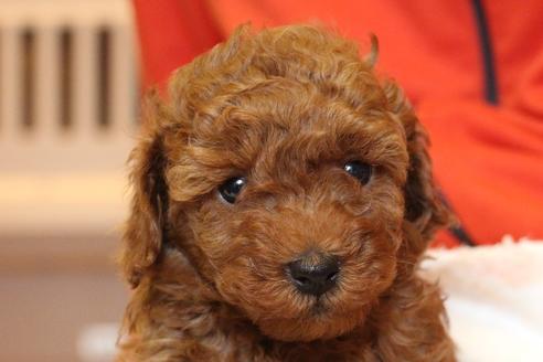 成約済の愛知県のトイプードル-40120の5枚目