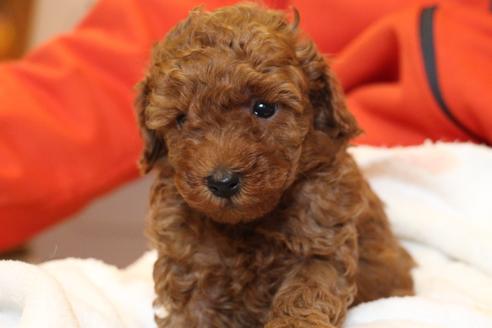 成約済の愛知県のトイプードル-40120の4枚目