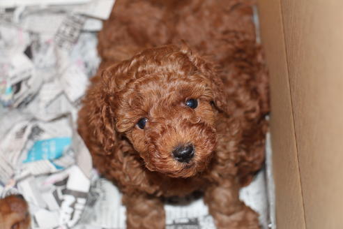 成約済の愛知県のトイプードル-40120の2枚目