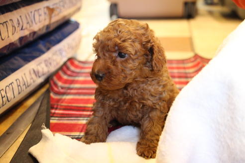 成約済の愛知県のトイプードル-40120の1枚目