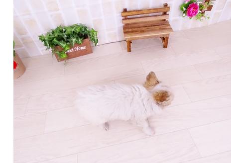 成約済の愛知県のチワワ(ロングコート)-42123の5枚目