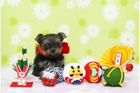 成約済の大分県のヨークシャーテリア-40962の5枚目