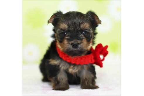 成約済の大分県のヨークシャーテリア-40962の2枚目