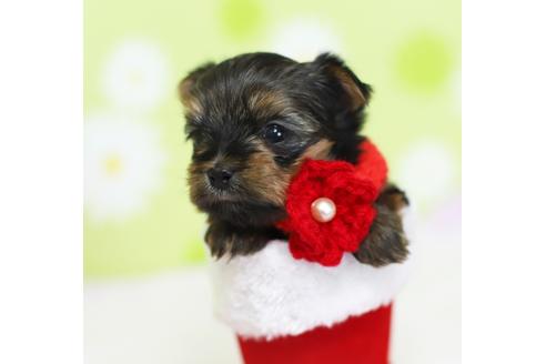 成約済の大分県のヨークシャーテリア-40962の3枚目