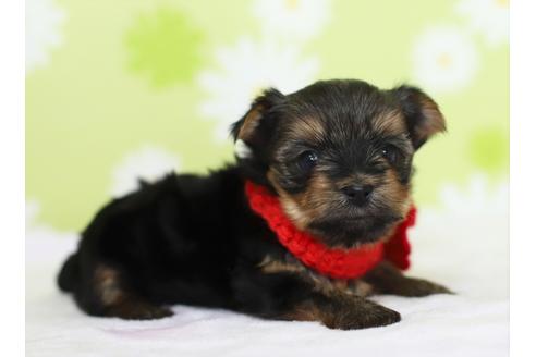 成約済の大分県のヨークシャーテリア-40962の4枚目