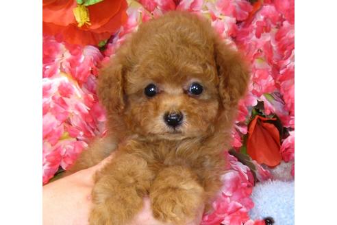 成約済の茨城県のトイプードル-42136の5枚目