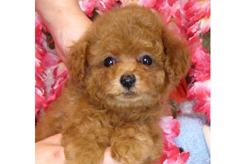 成約済の茨城県のトイプードル-42136の3枚目