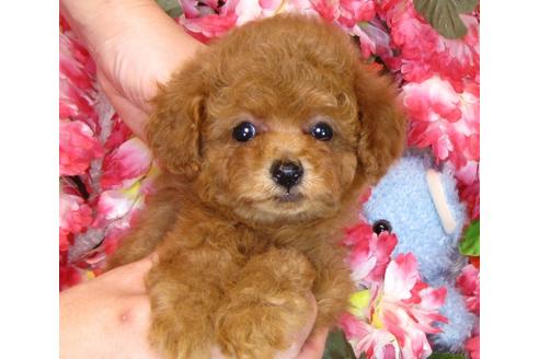 成約済の茨城県のトイプードル-42136の4枚目