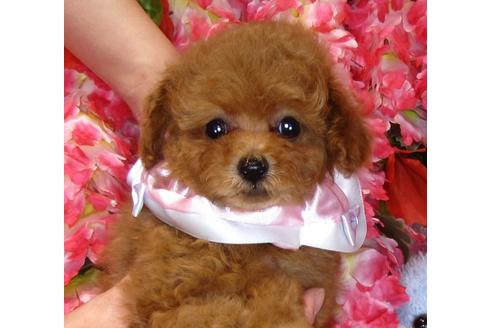 成約済の茨城県のトイプードル-42136の1枚目