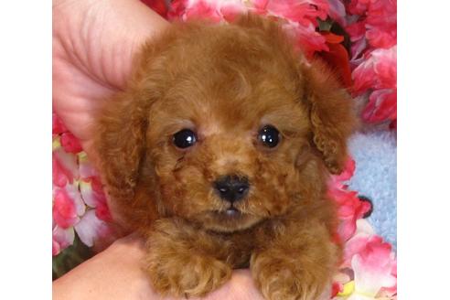 成約済の茨城県のトイプードル-42137の1枚目