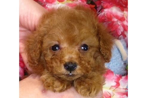 成約済の茨城県のトイプードル-42137の2枚目