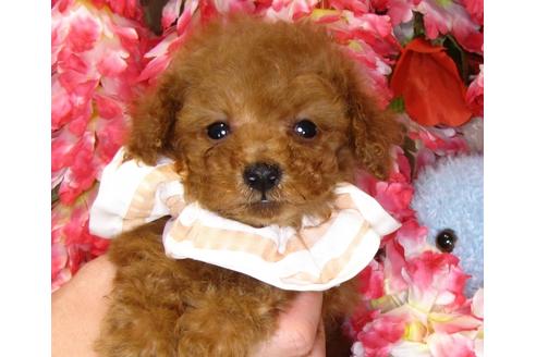 成約済の茨城県のトイプードル-42137の3枚目