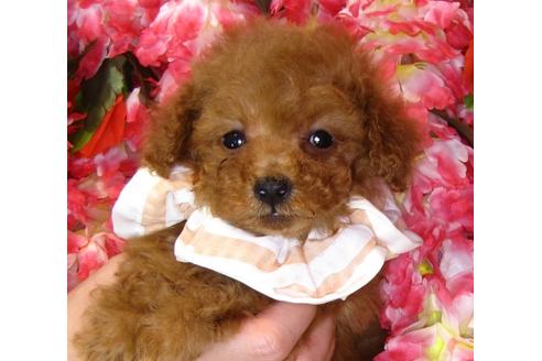成約済の茨城県のトイプードル-42137の4枚目