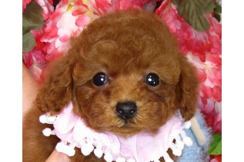 成約済の茨城県のトイプードル-42138の4枚目