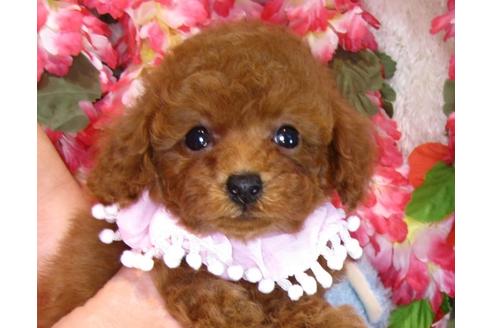 成約済の茨城県のトイプードル-42138の5枚目